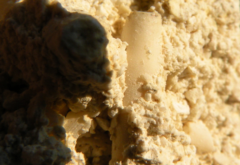 Ditrupa sp.